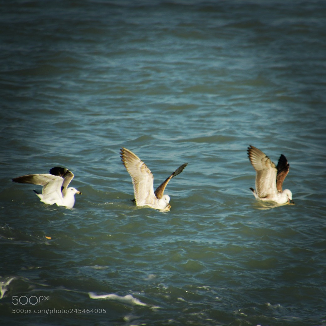 Nikon D7500 sample photo. Untitled photography