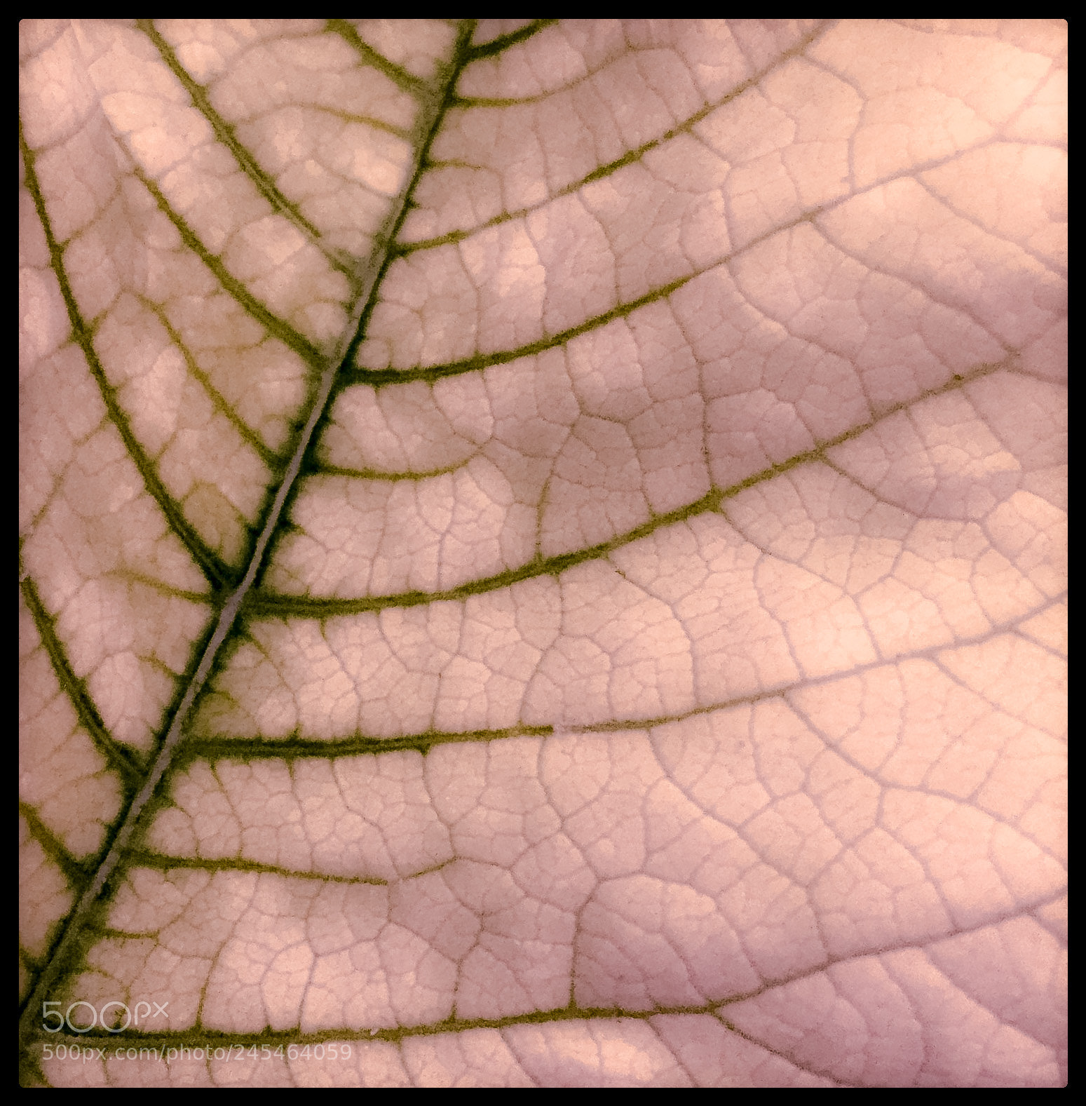 Apple iPhone 6 sample photo. Skin (...strangle the heart) photography