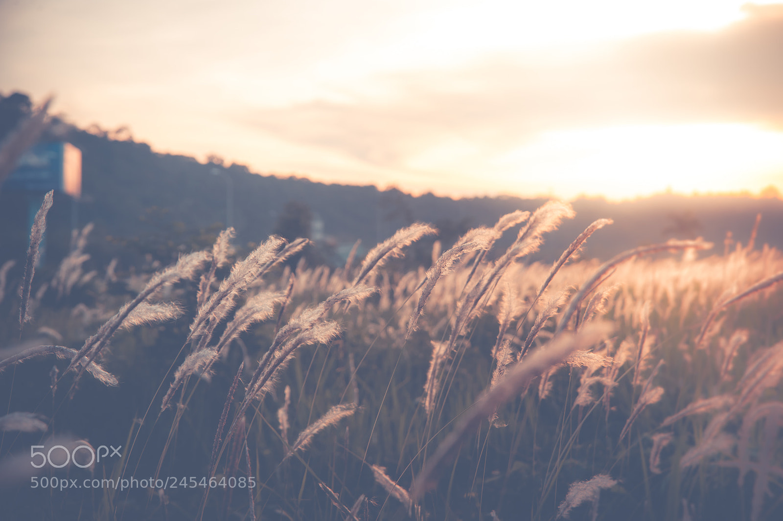 Nikon D700 sample photo. Reeds photography