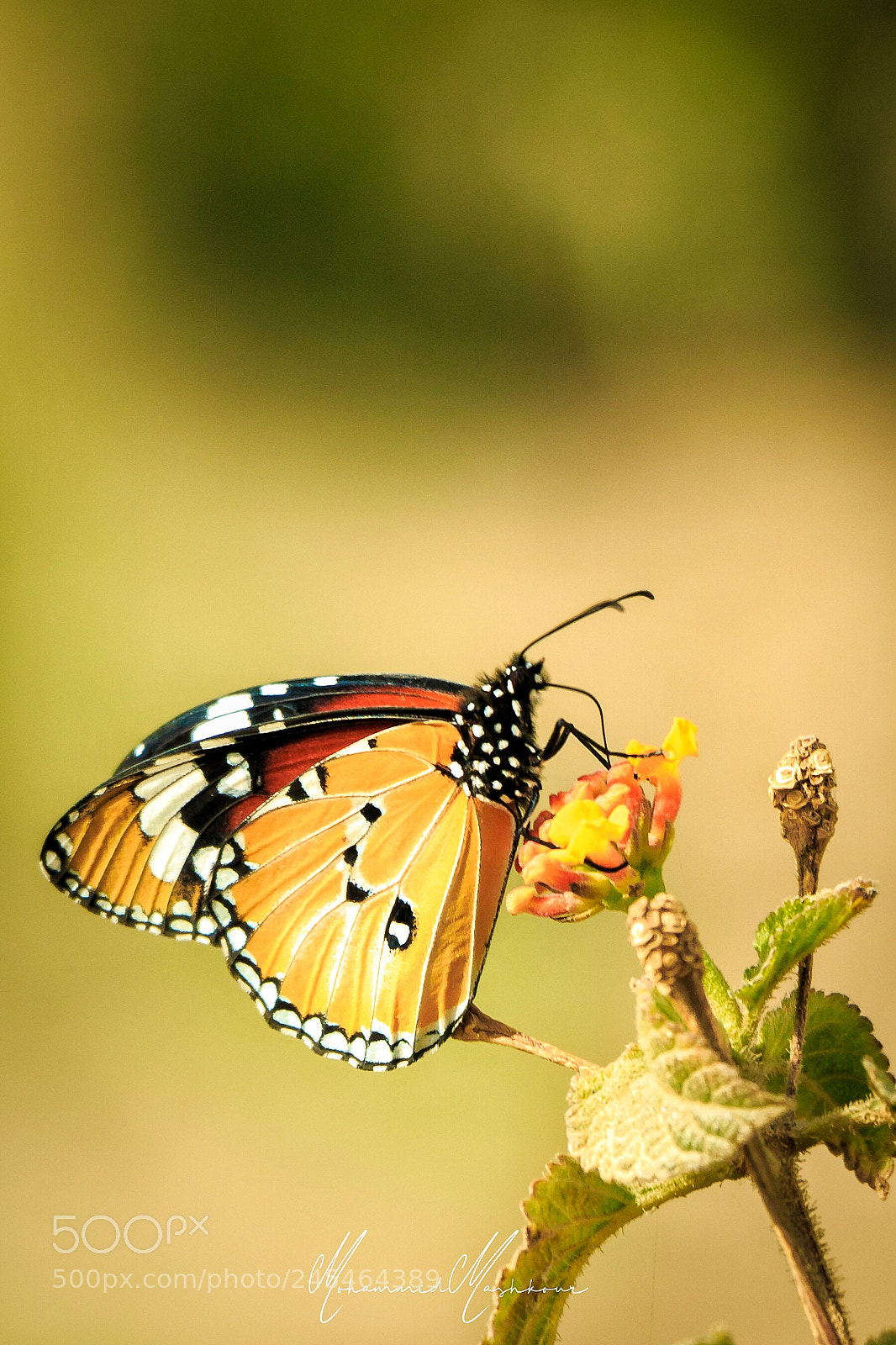 Canon EOS 7D Mark II sample photo. Starting spring photography