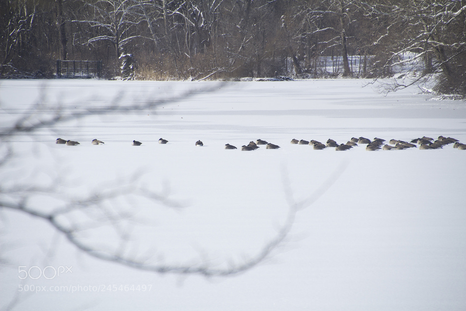 Canon EOS 1200D (EOS Rebel T5 / EOS Kiss X70 / EOS Hi) sample photo. Frozen lake, branches, and photography