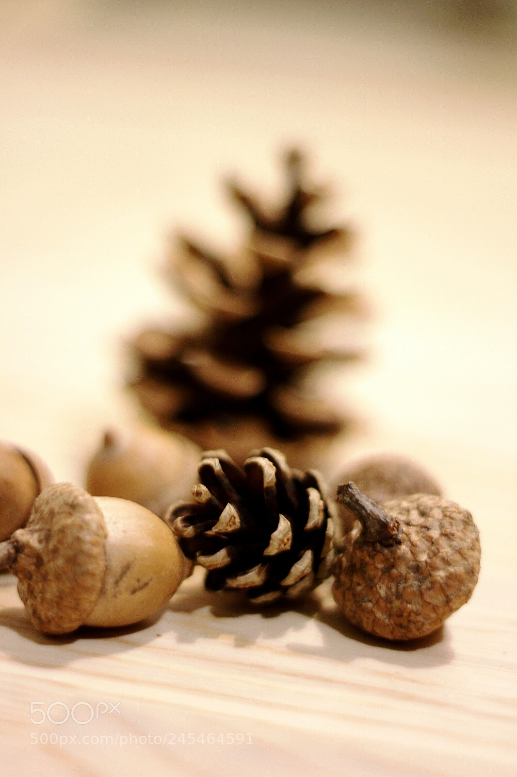 Canon EOS 500D (EOS Rebel T1i / EOS Kiss X3) sample photo. Acorns photography