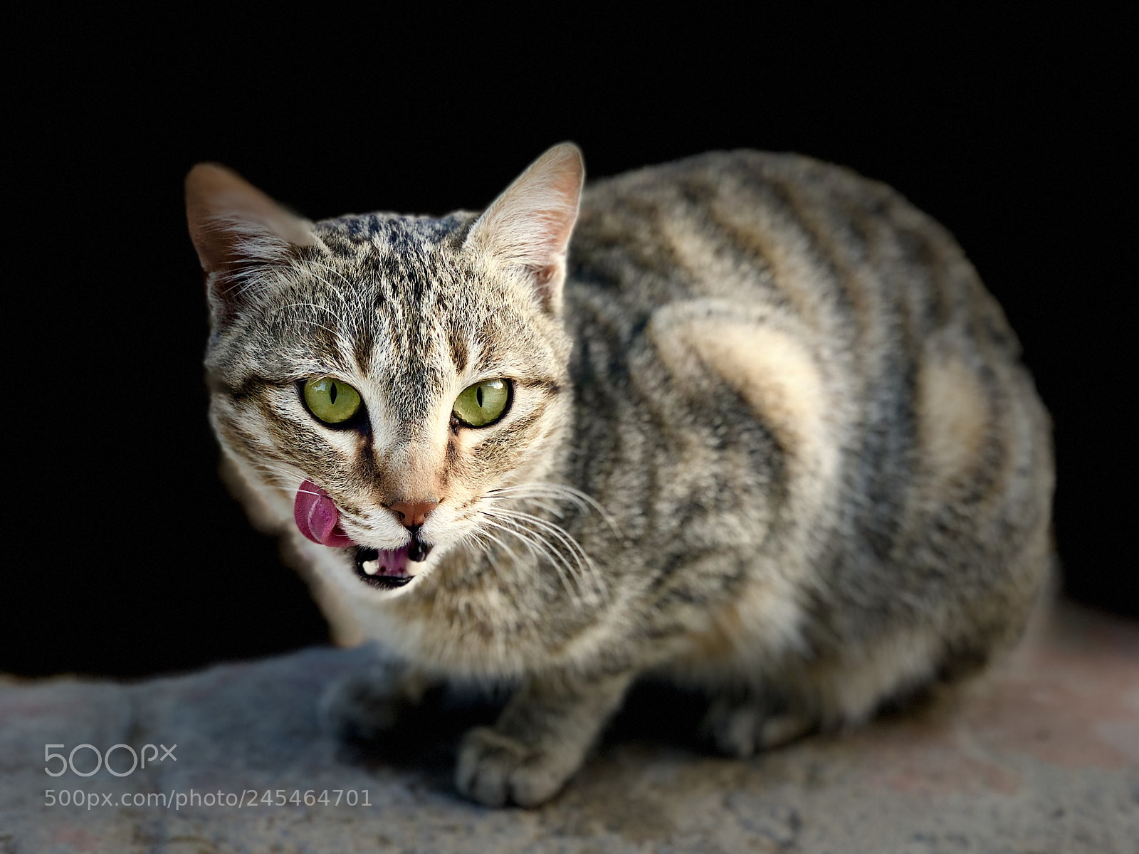 Apple iPhone X sample photo. Cat pets black dark photography