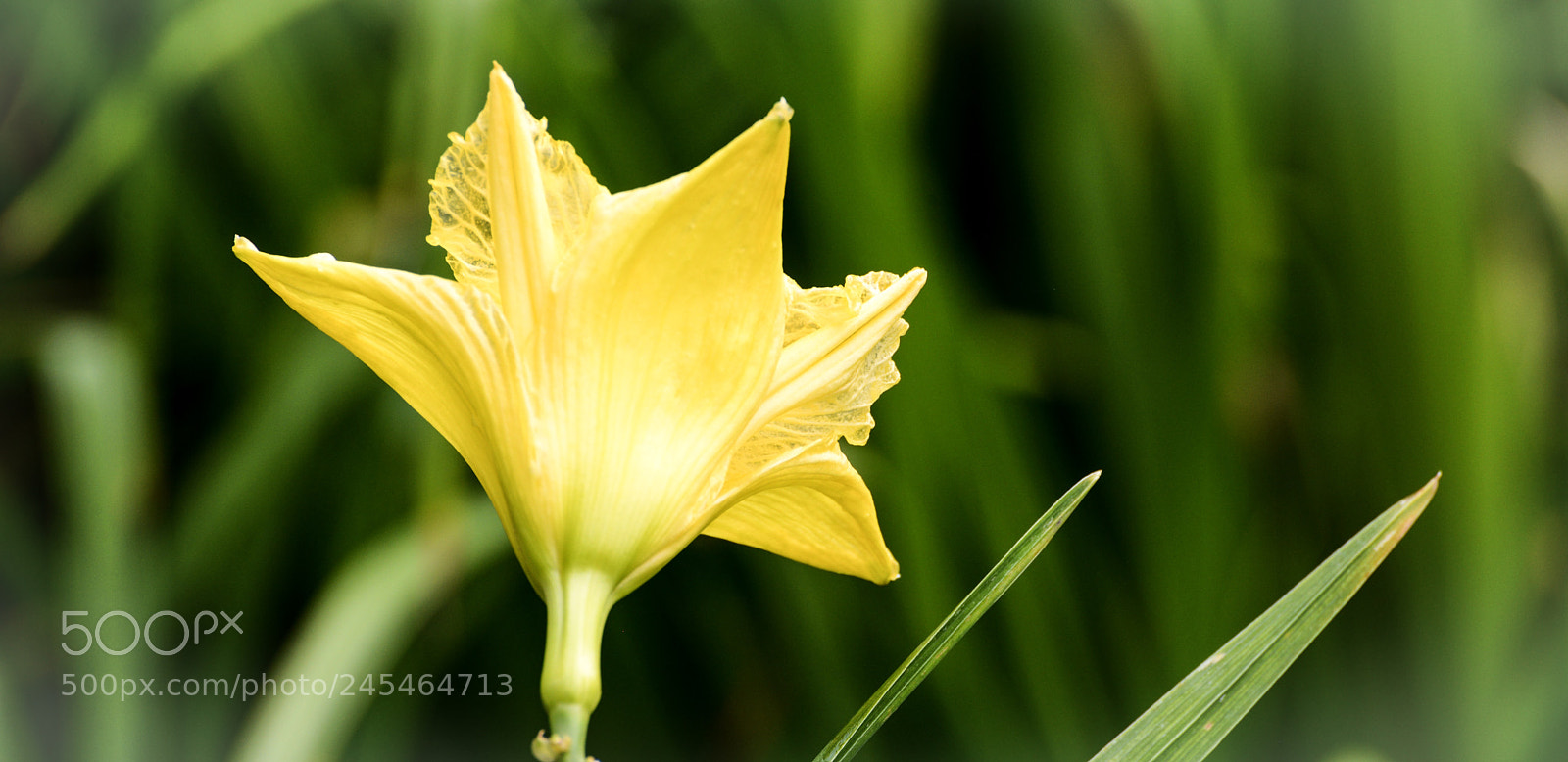 Nikon D600 sample photo. Yellow beauty photography