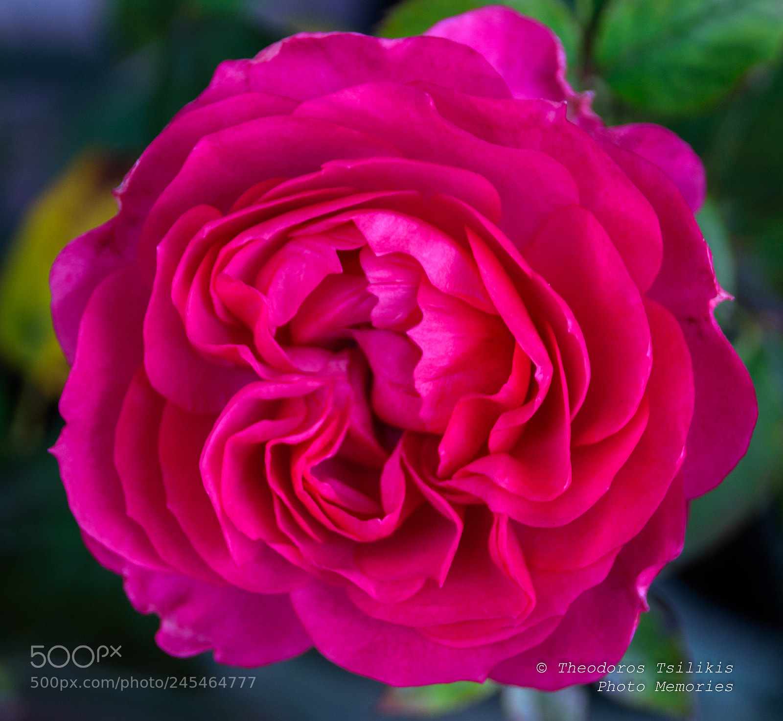 Nikon D7200 sample photo. Rose photography