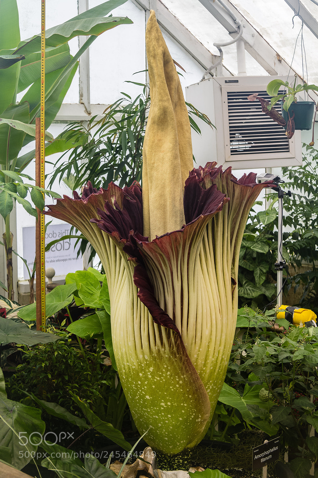 Canon EOS 60D sample photo. Amorphophallus titanum flowering photography