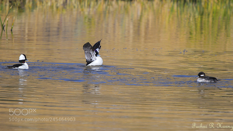 Nikon D500 sample photo. Bufflehead photography