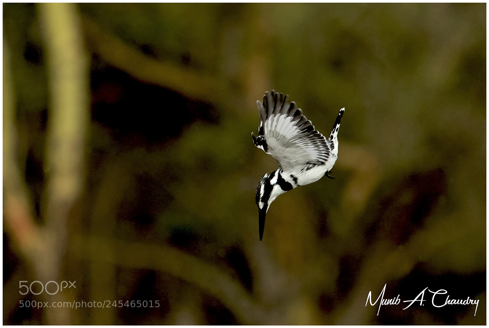 Canon EOS 7D Mark II sample photo. The attack! photography