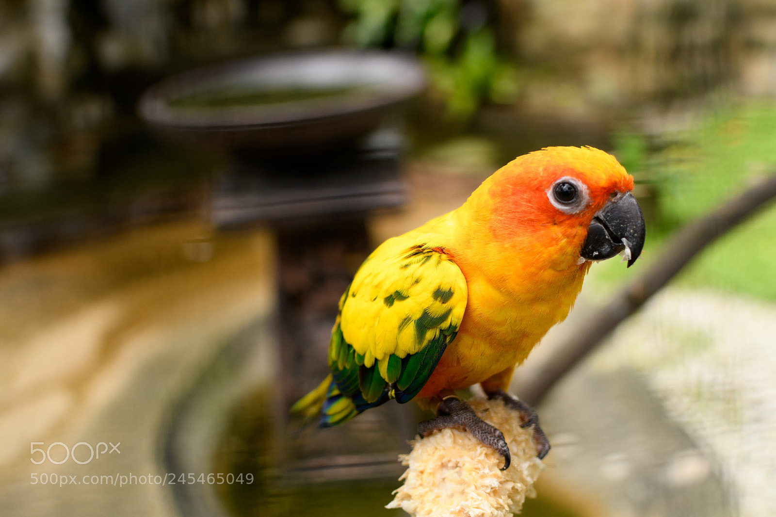 Nikon D7500 sample photo. Curiosity photography