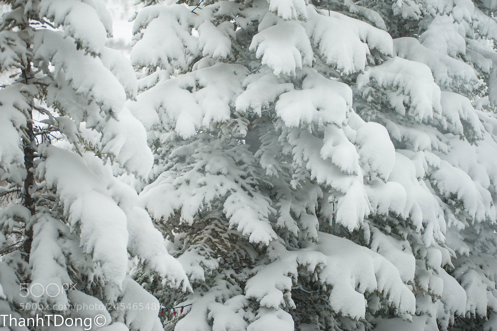 Nikon D700 sample photo. Fluffy cotton snow photography