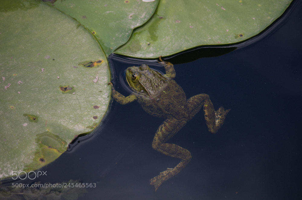 Pentax K-5 sample photo. Frog photography