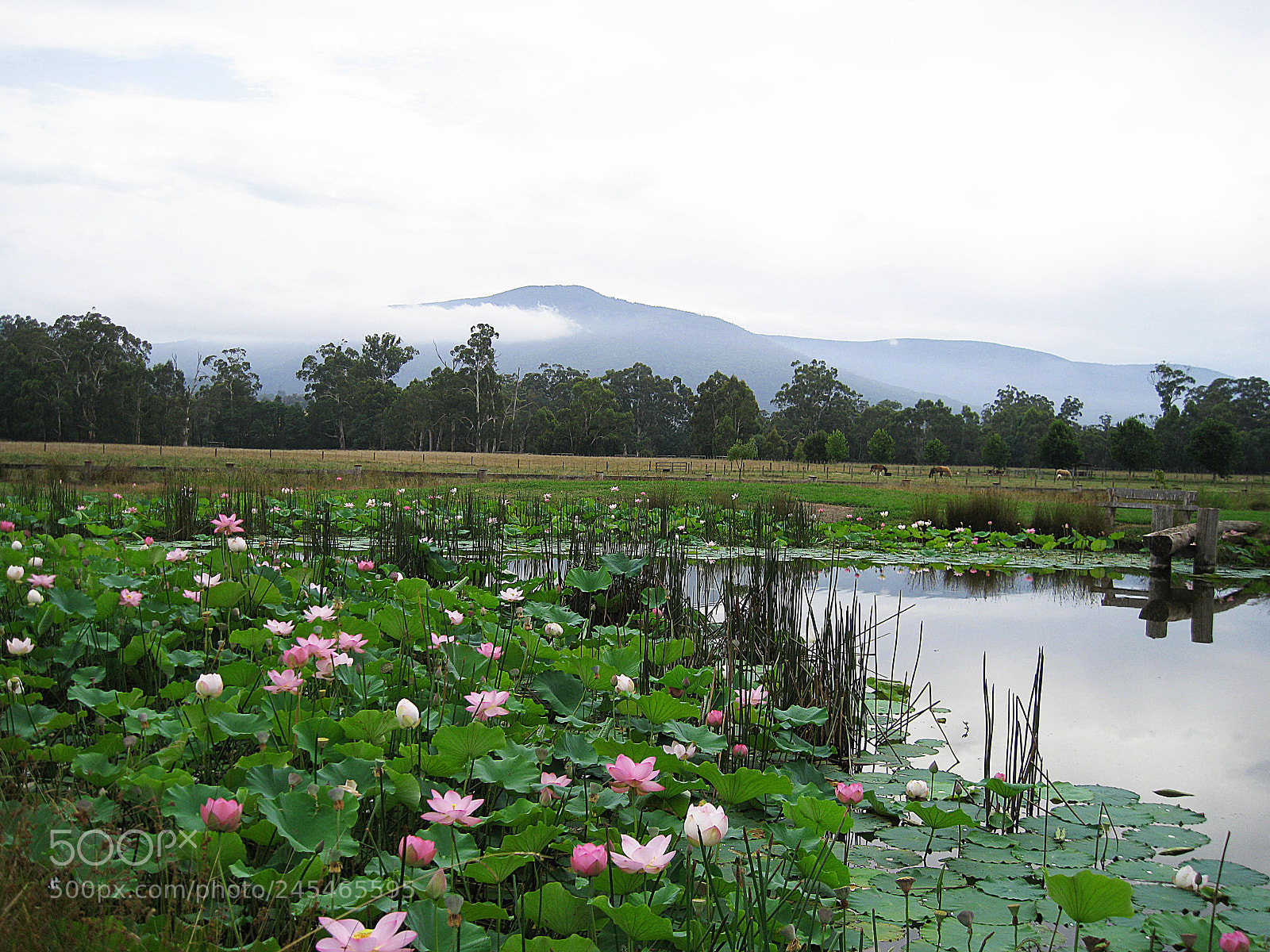 Canon DIGITAL IXUS 960 IS sample photo. A tranquil place photography