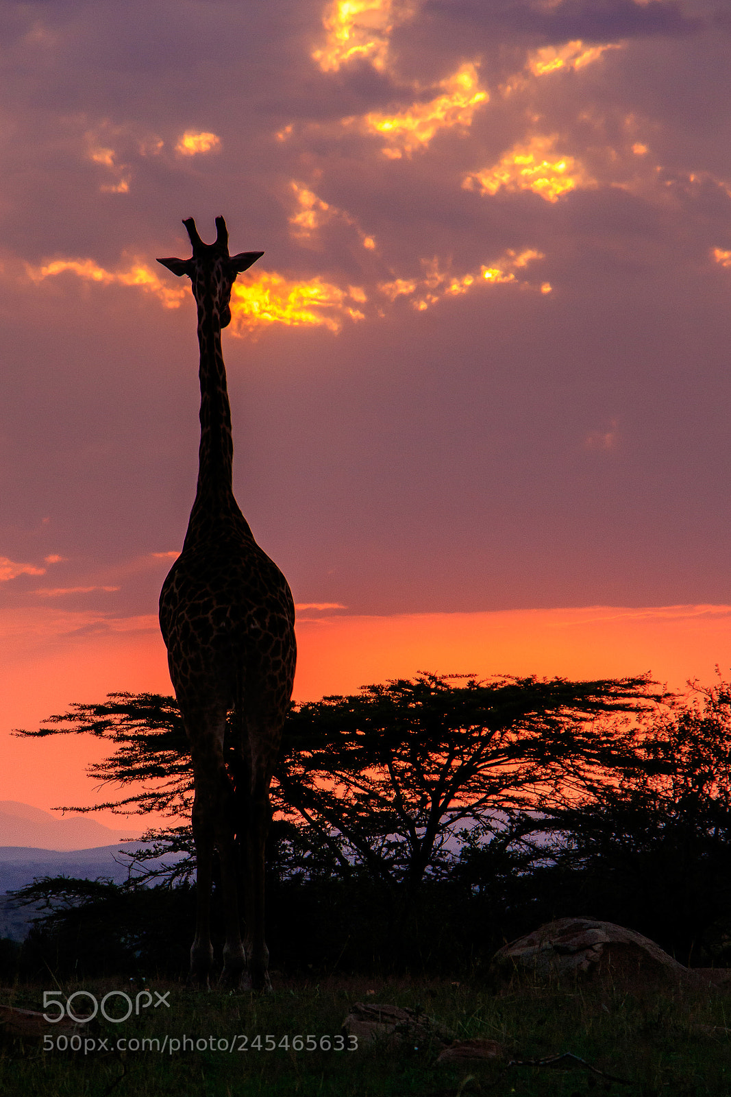 Canon EOS 7D Mark II sample photo. Tanzania - serengeti photography