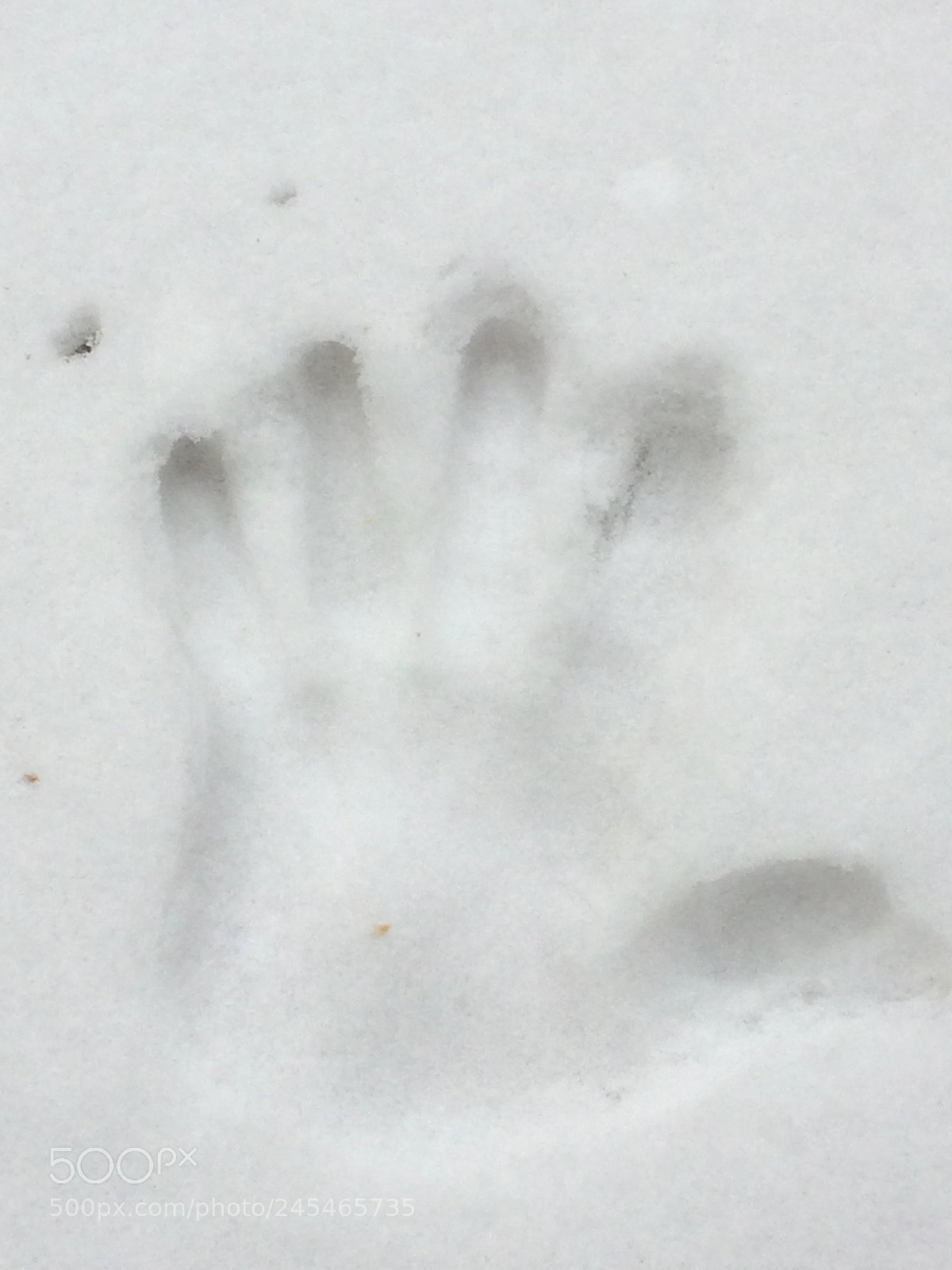 Apple iPhone 5s sample photo. Yeti was here ... photography