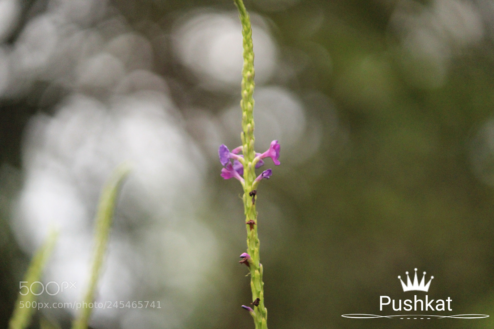 Canon EOS 1200D (EOS Rebel T5 / EOS Kiss X70 / EOS Hi) sample photo. Bokeh photography