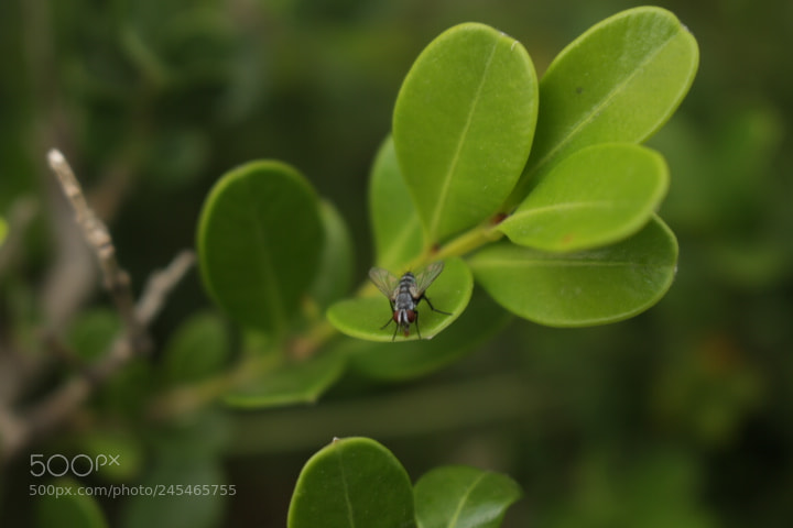 Canon EOS 700D (EOS Rebel T5i / EOS Kiss X7i) sample photo. Tse tse photography