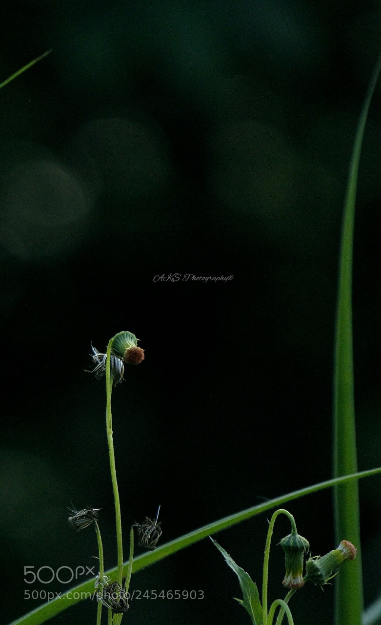 Canon EOS 1300D (EOS Rebel T6 / EOS Kiss X80) sample photo. Grass photography