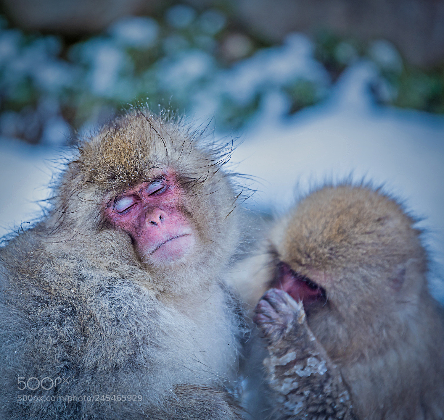Nikon D810 sample photo. Snow monkey photography