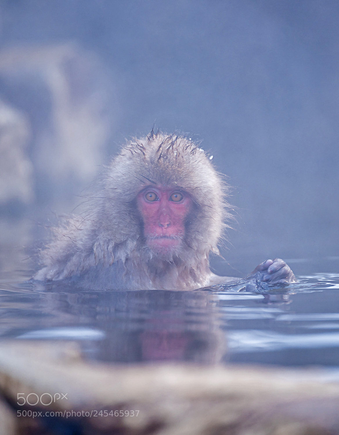 Nikon D810 sample photo. Snow monkey photography