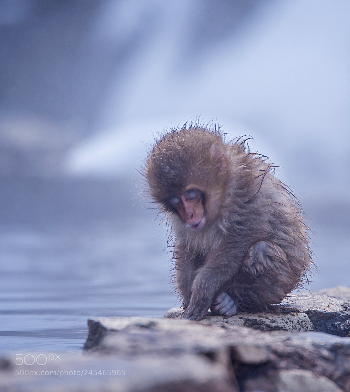 Nikon D810 sample photo. Snow monkey photography