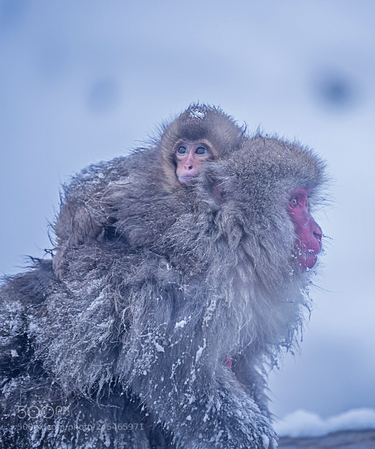 Nikon D810 sample photo. Snow monkey photography
