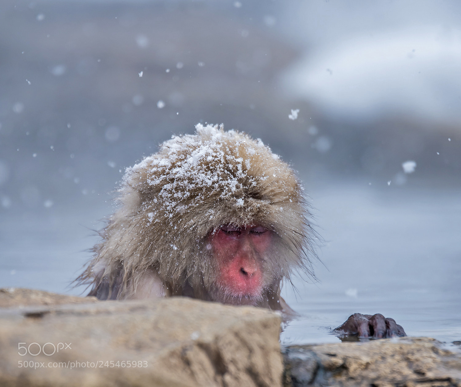 Nikon D810 sample photo. Snow monkey photography