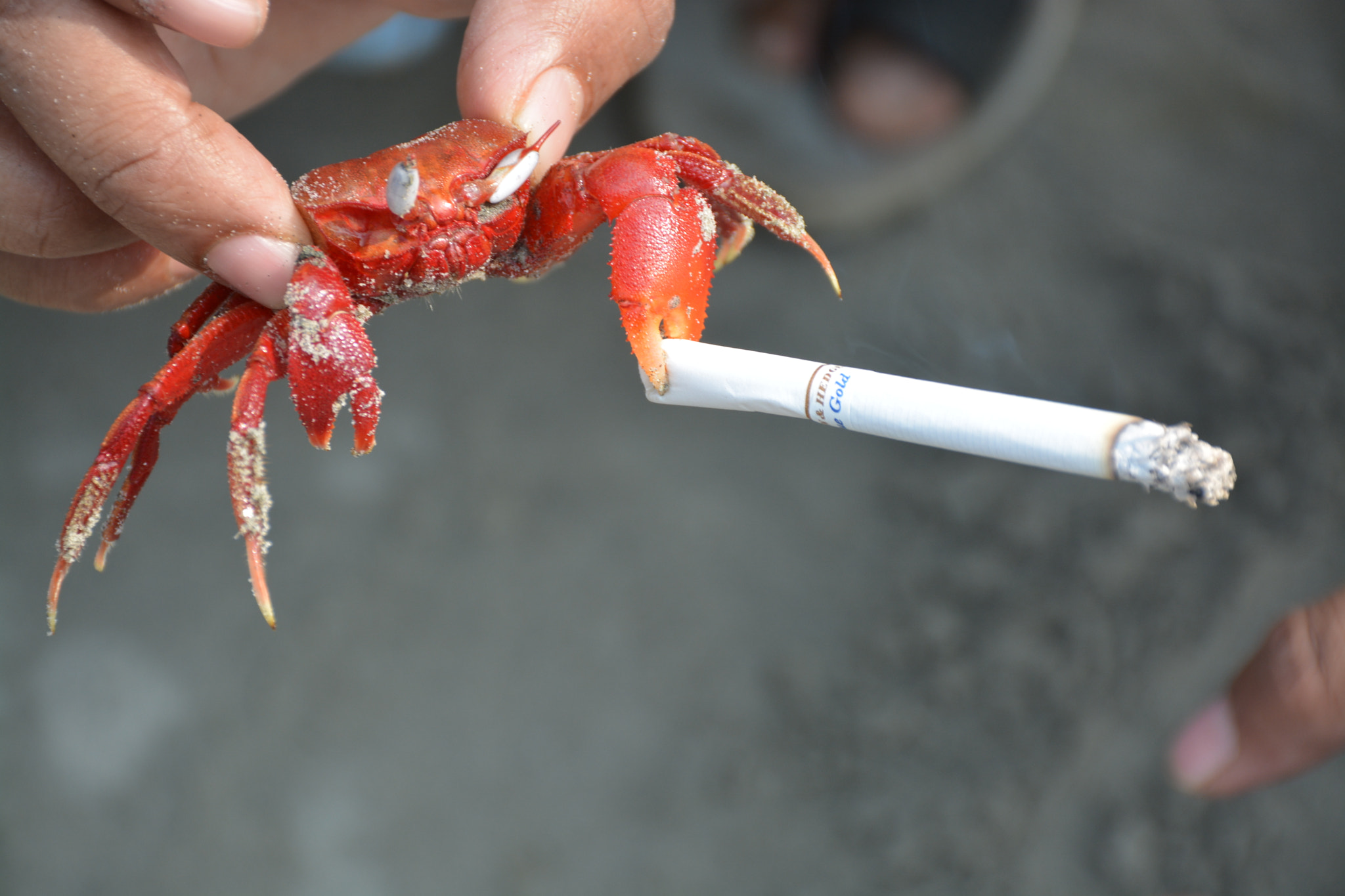 Nikon D5200 sample photo. A red crab in smoking photography