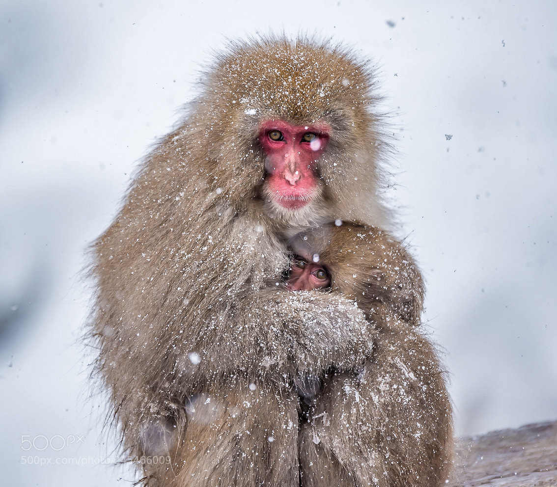 Nikon D810 sample photo. Snow monkey photography