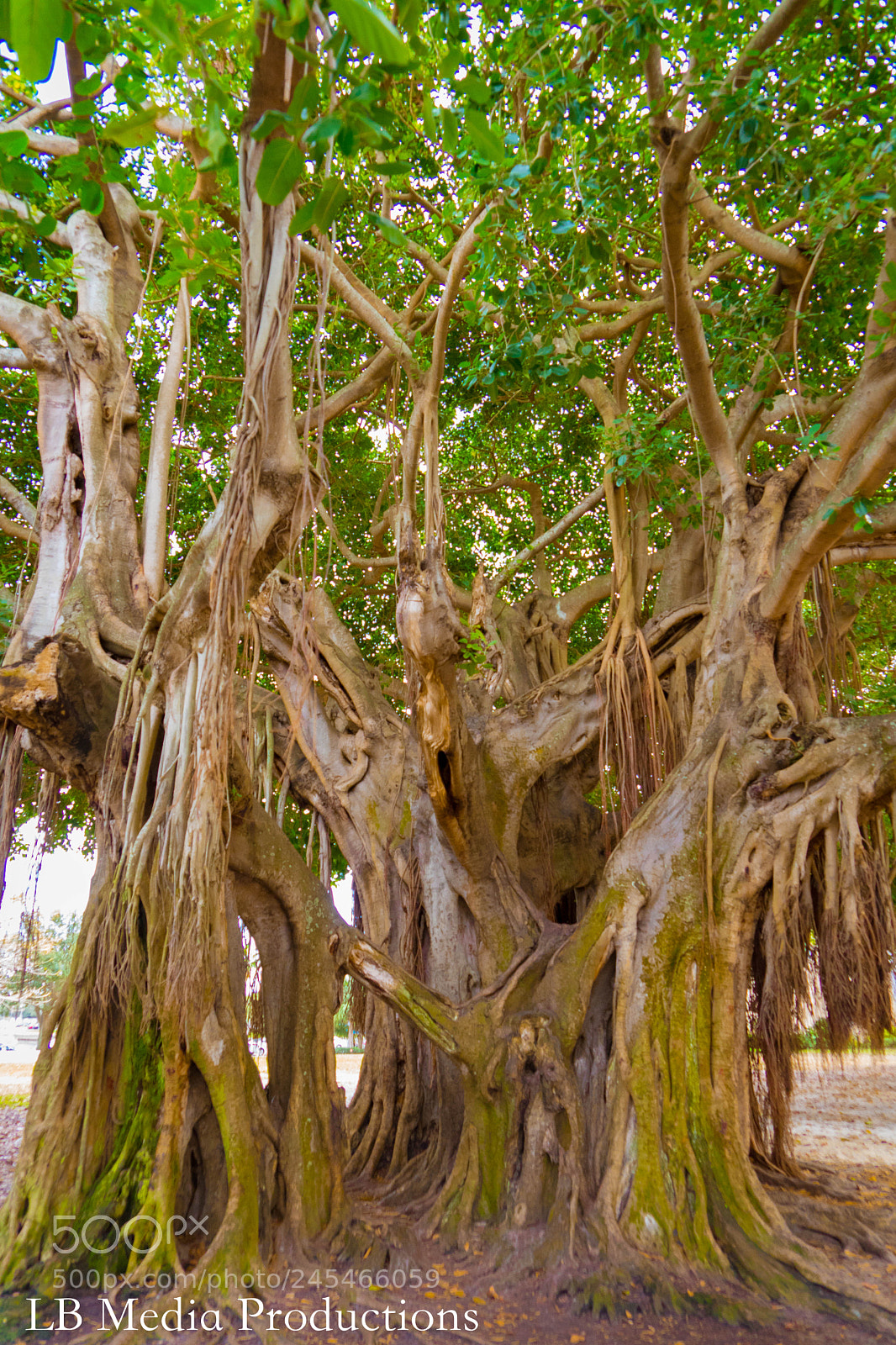 Sony a7 II sample photo. Banyan trees photography