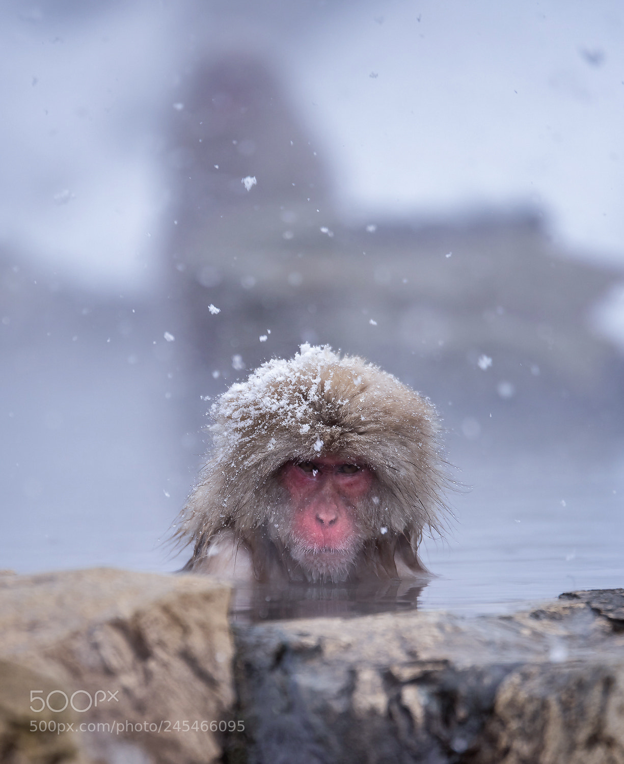 Nikon D810 sample photo. Snow monkey photography