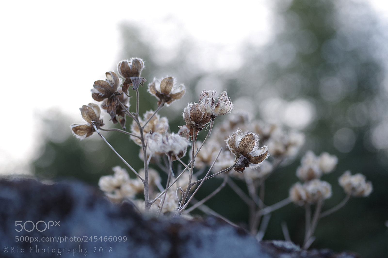 Pentax K-1 sample photo. Hibiscusmutabilis photography