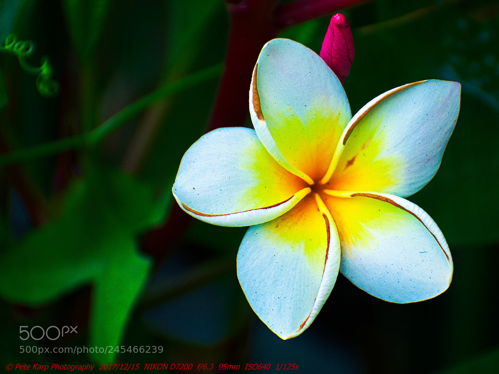 Nikon D7200 sample photo. Frangipani photography