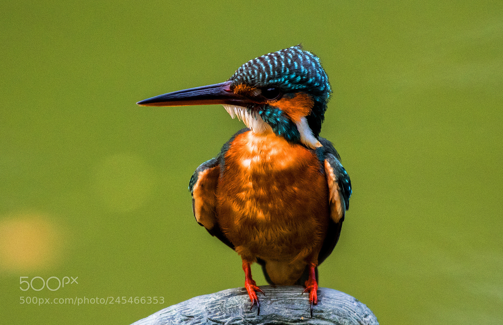 Nikon D500 sample photo. Common kingfisher 4 photography