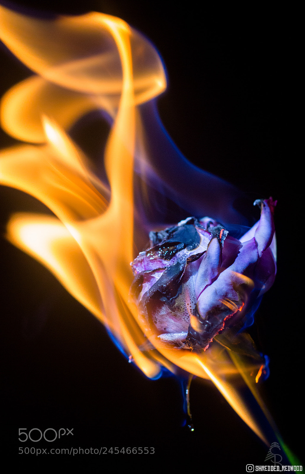 Canon EOS 550D (EOS Rebel T2i / EOS Kiss X4) sample photo. Love is a fire photography