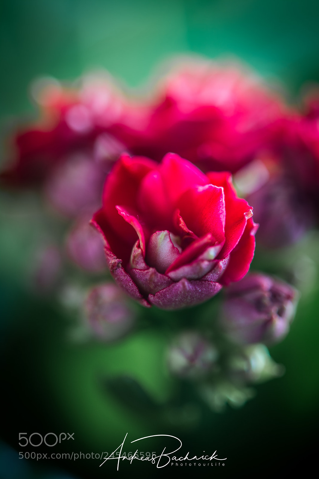 Nikon D5200 sample photo. Feeling fine between others photography