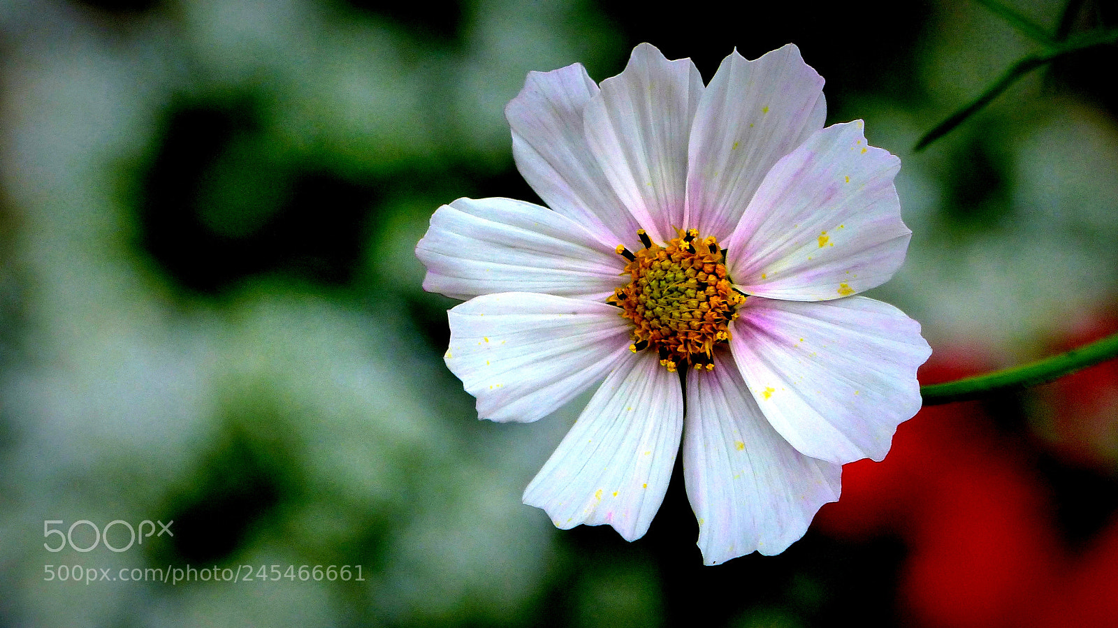Panasonic Lumix DMC-FZ200 sample photo. Anemone + photography