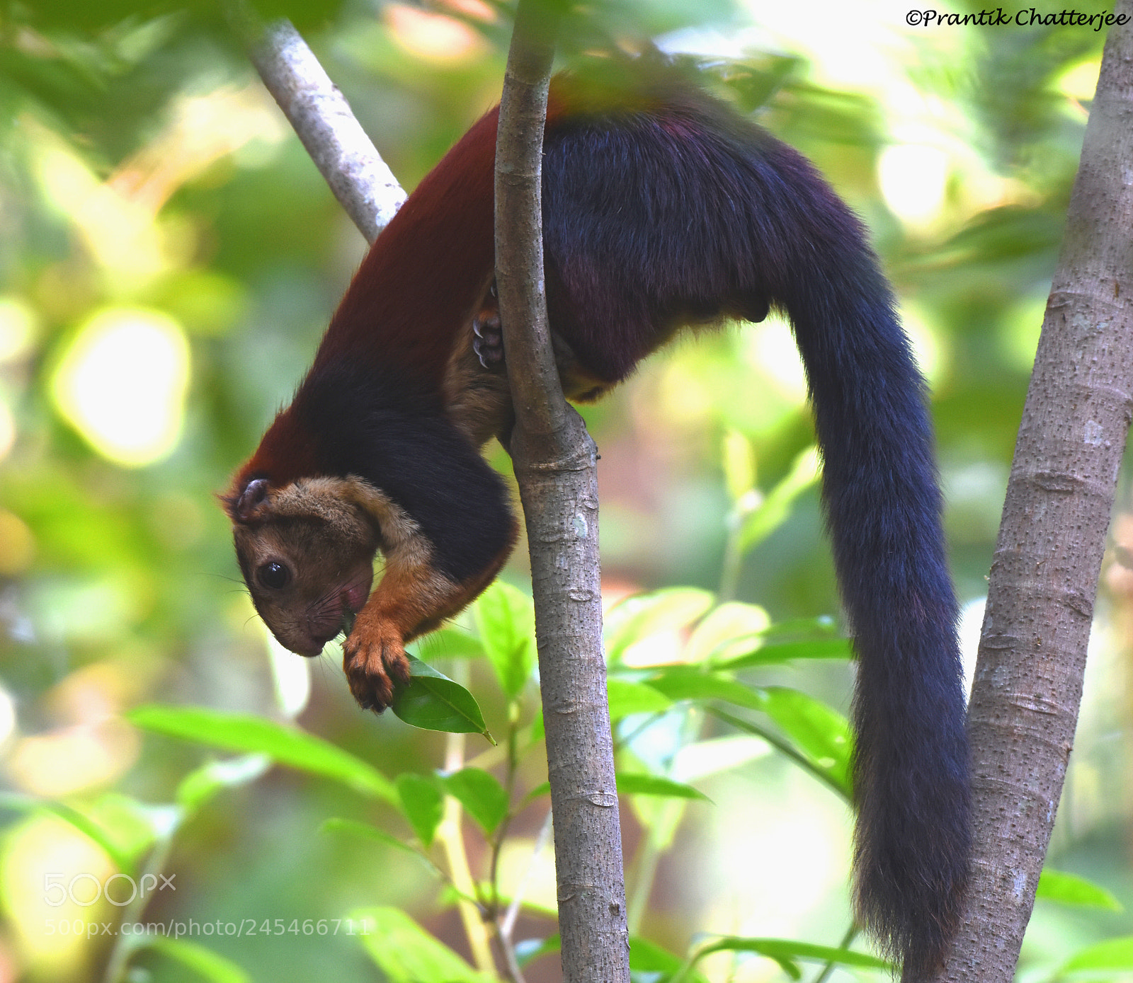 Nikon D7200 sample photo. Malabar giant squirrel photography