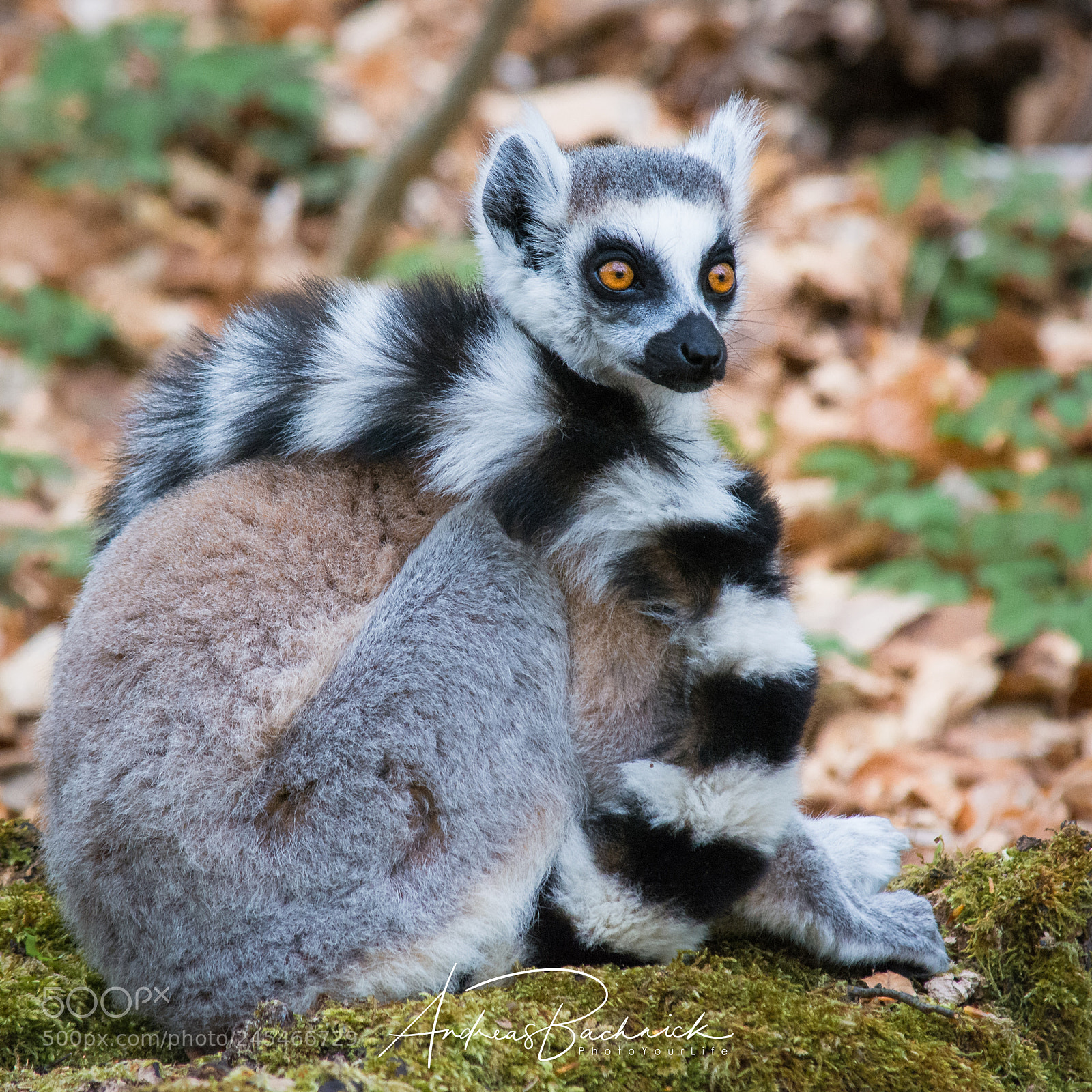 Nikon D5200 sample photo. Lemur portrait photography