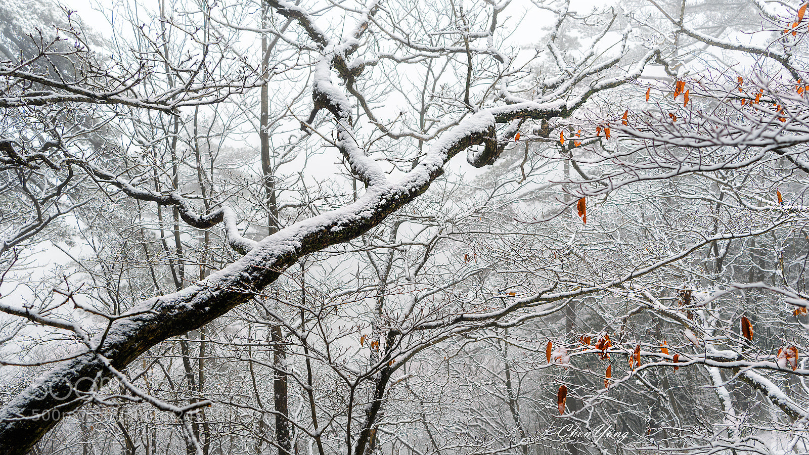 Pentax 645Z sample photo. Snow jungle photography