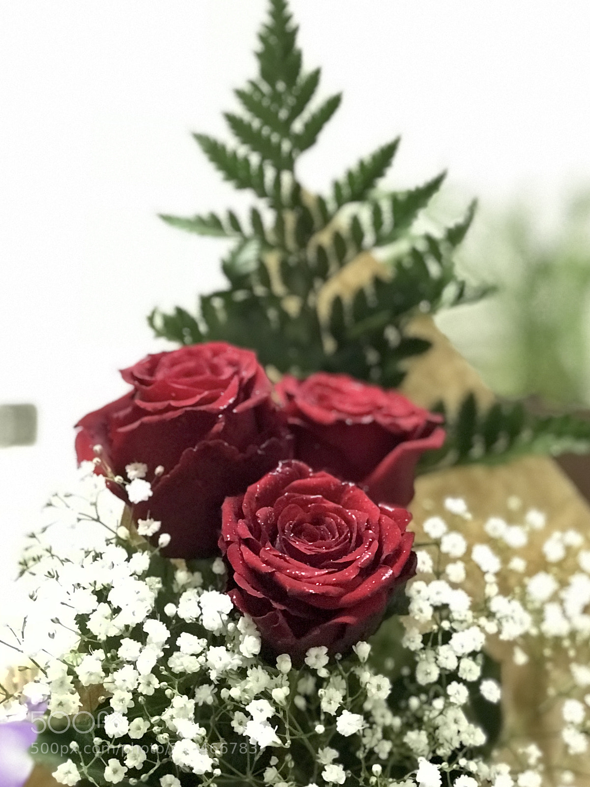Apple iPhone 7 Plus sample photo. Untitled photography
