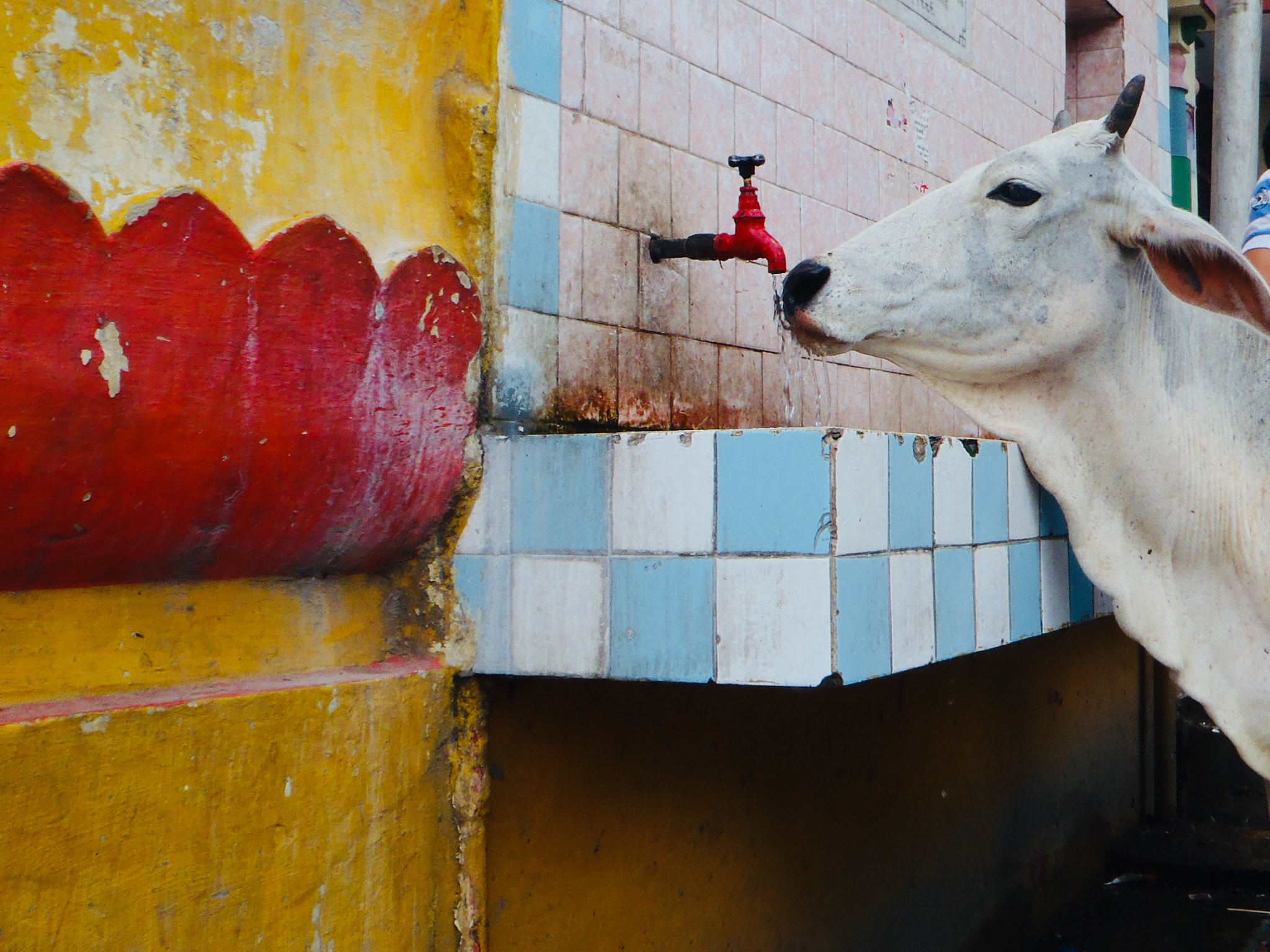 Olympus uTough-3000 sample photo. Cow in india photography