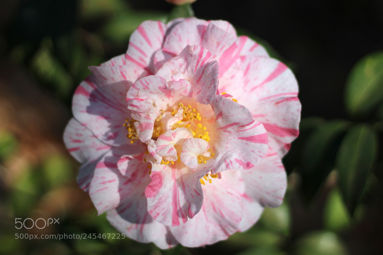 Canon EOS 100D (EOS Rebel SL1 / EOS Kiss X7) sample photo. Lauren tutor camellia photography