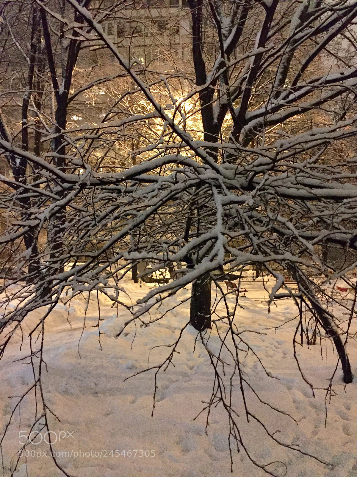 Apple iPhone 6 sample photo. Untitled photography