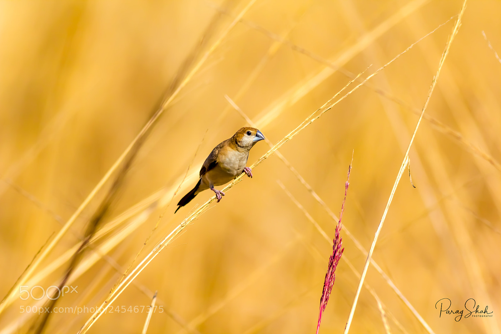 Canon EOS 550D (EOS Rebel T2i / EOS Kiss X4) sample photo. Indian silverbill or white photography