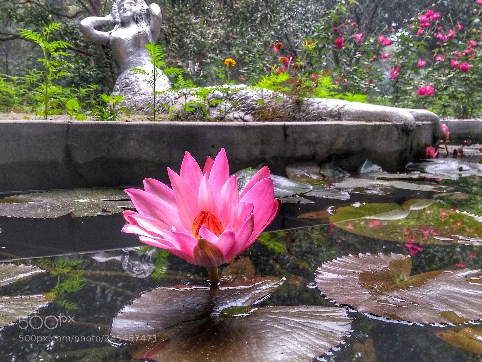 Motorola Moto G (5S) Plus sample photo. Untitled photography