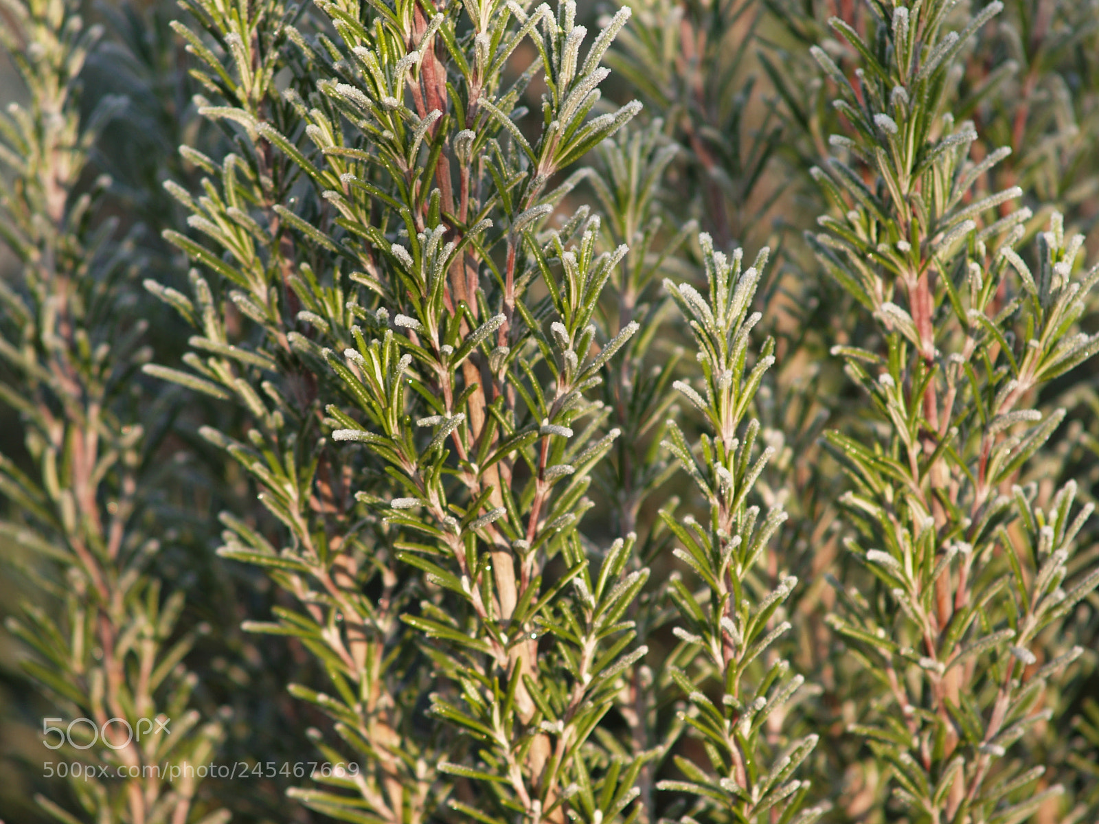 Olympus E-300 (EVOLT E-300) sample photo. Frosted rosemary photography
