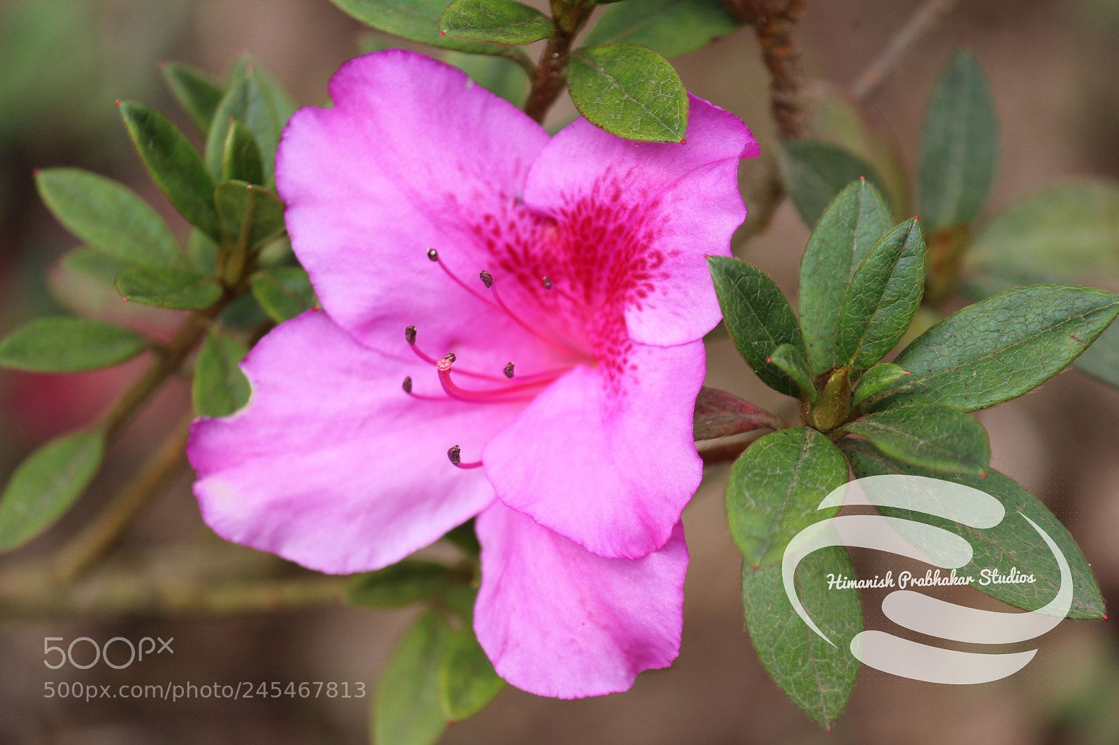 Canon EOS 700D (EOS Rebel T5i / EOS Kiss X7i) sample photo. Purple floral photography