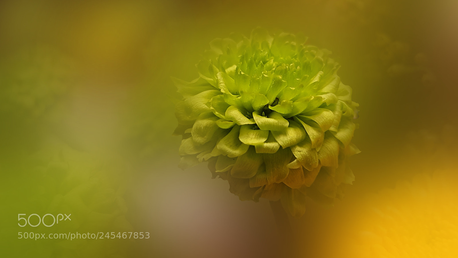 Samsung Galaxy Note5 sample photo. Small green flower photography