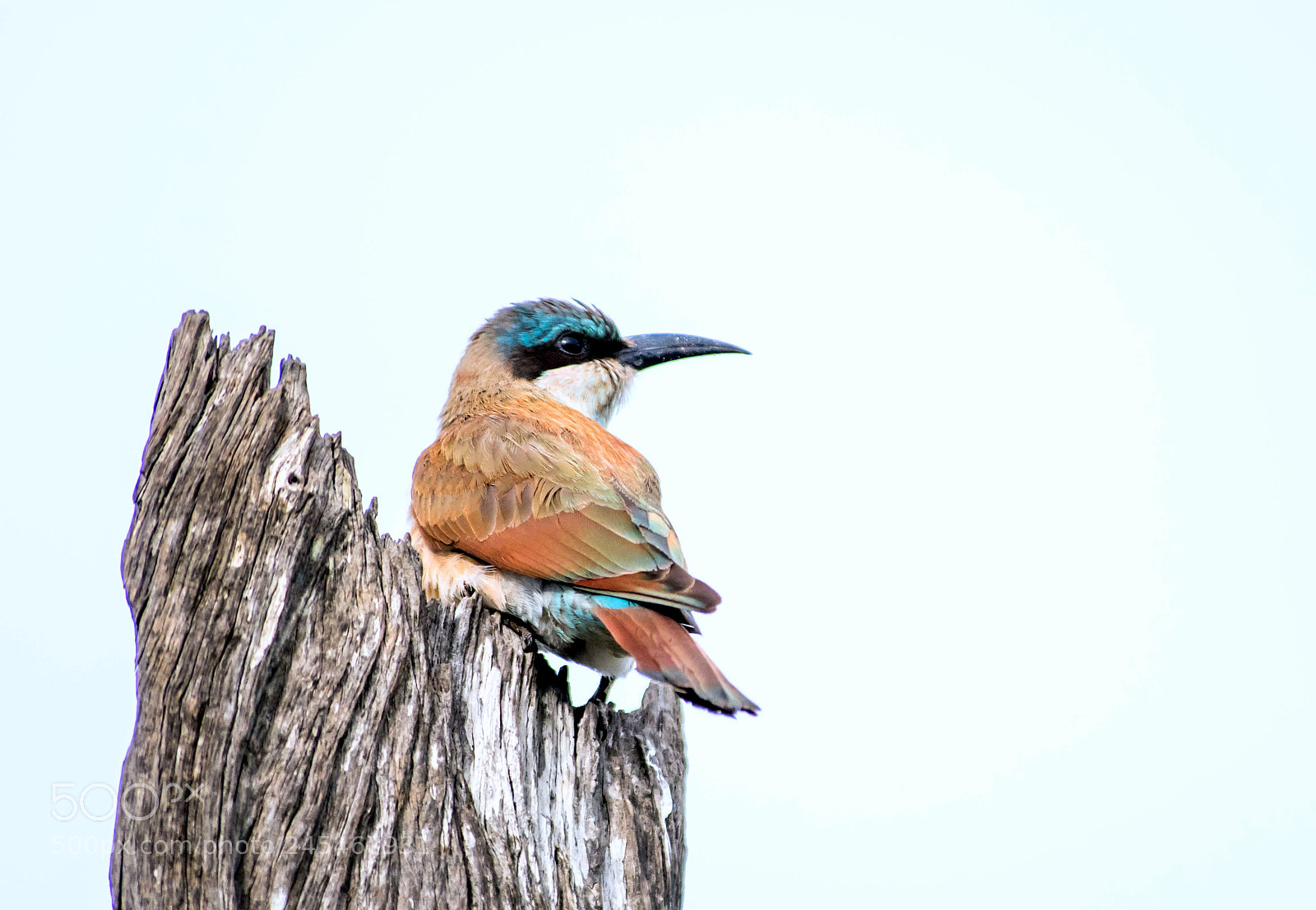 Nikon D810 sample photo. Waiting for the bees photography
