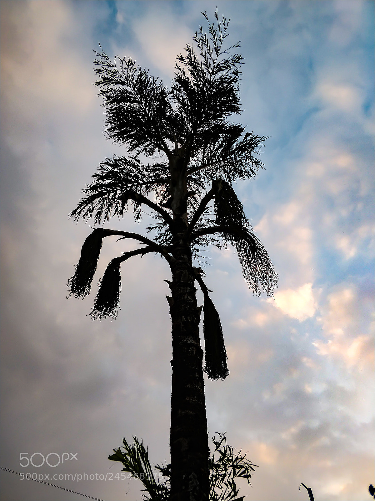 OnePlus 5 sample photo. Tall tree photography